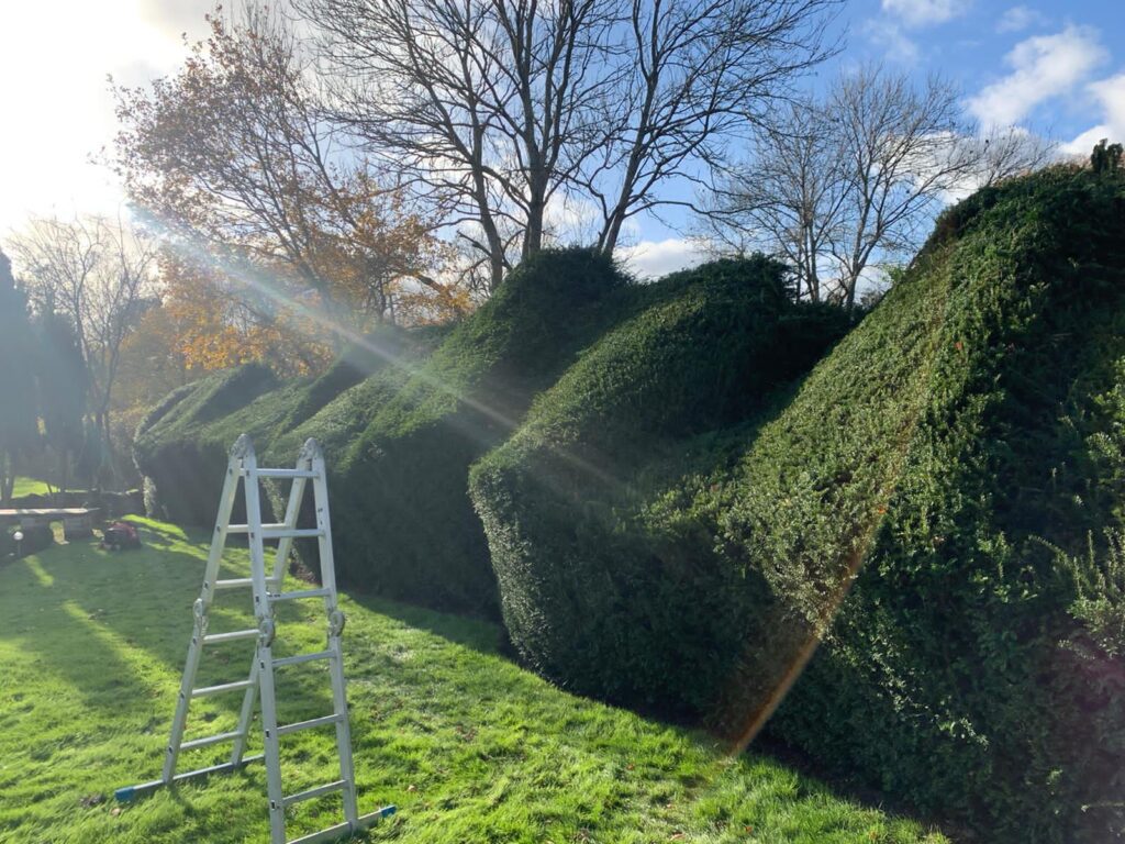 Hedge cutting service in Surrey Hedge cutting Dorking