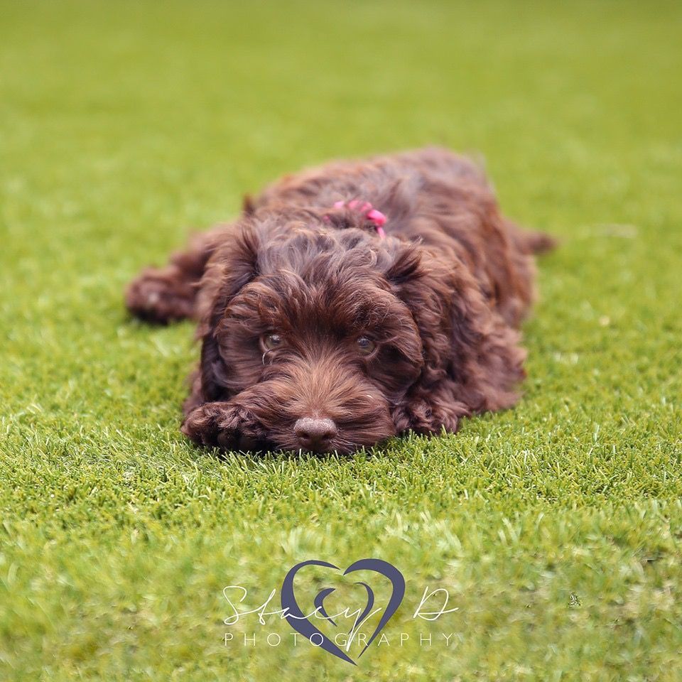 Puppy lying on the artificial grass Artificial grass and puppy