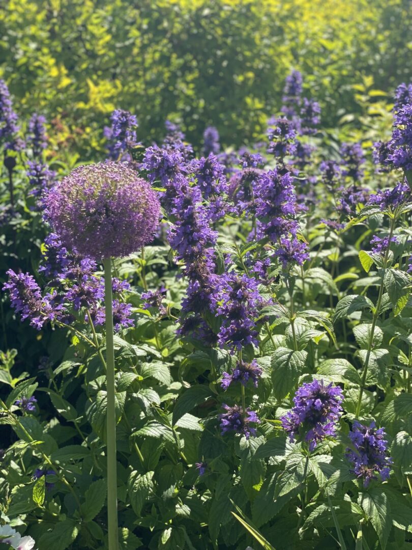 bright colourful planting