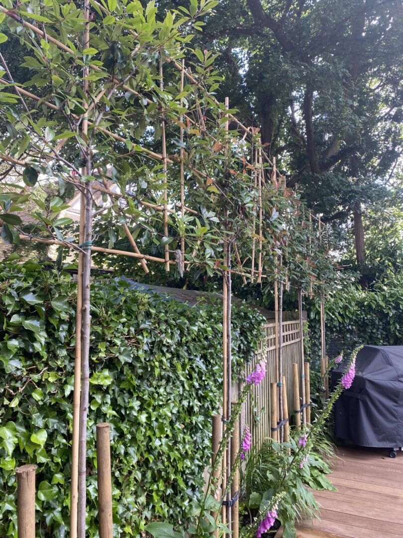 Pleached trees Pleached trees