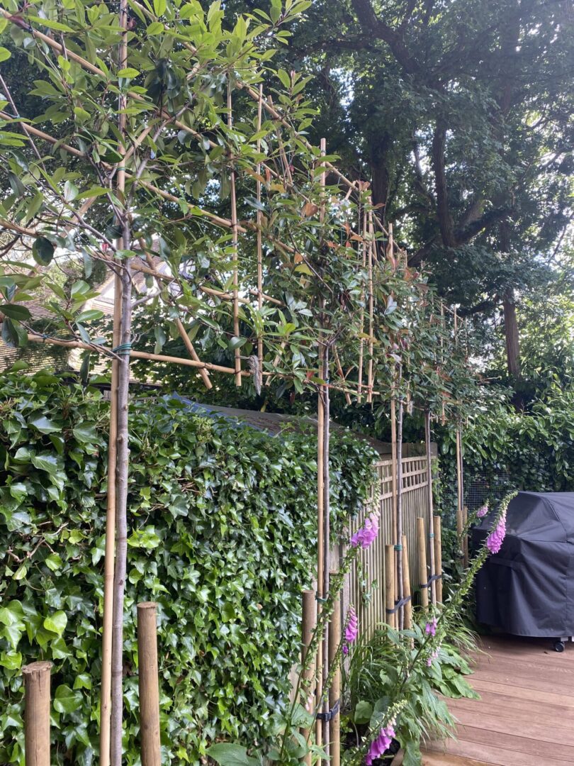 Pleached trees