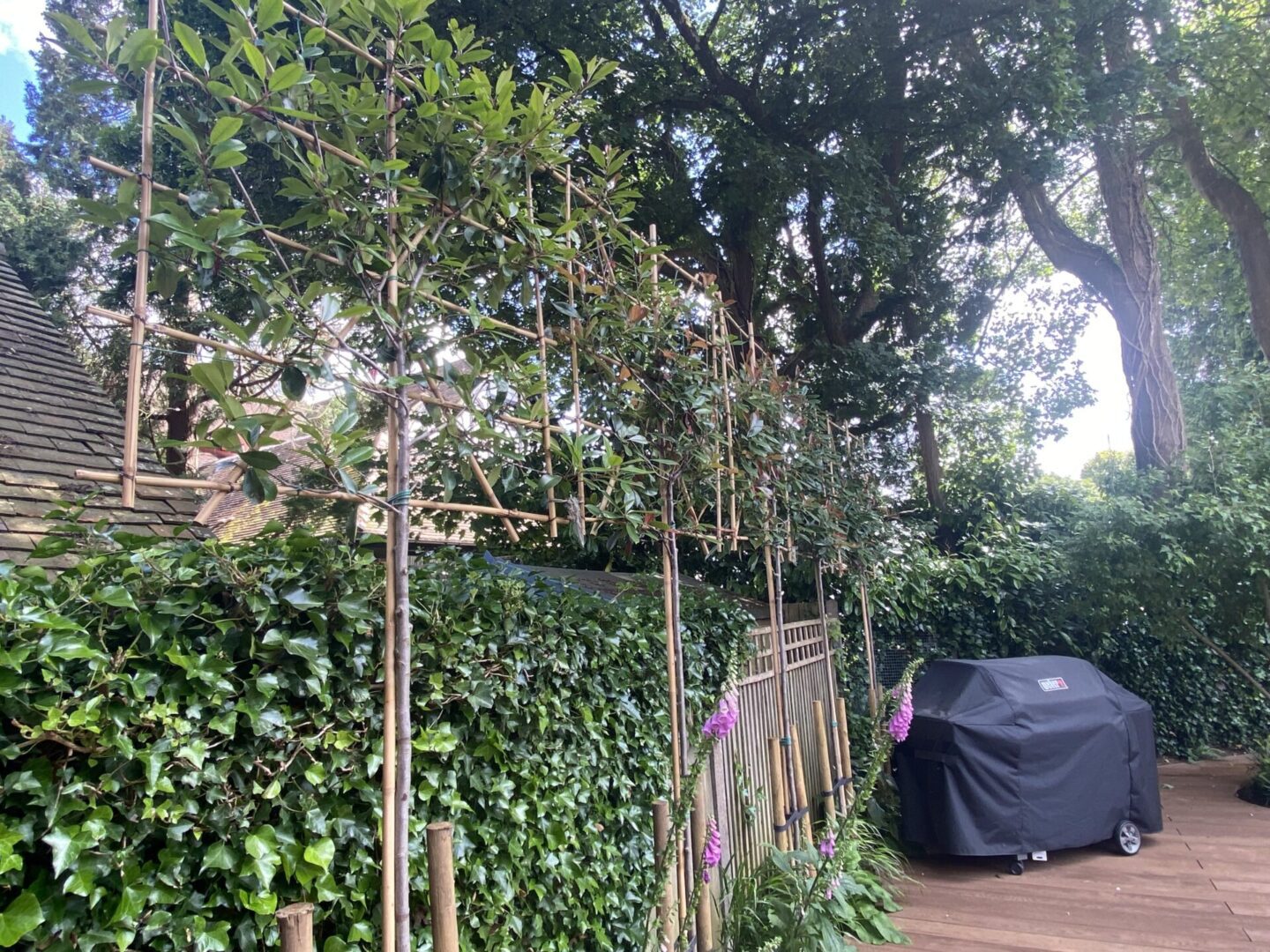 pleached trees