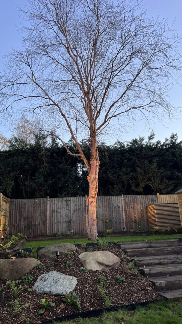 Garden lighting design Reigate Uplighting garden tree