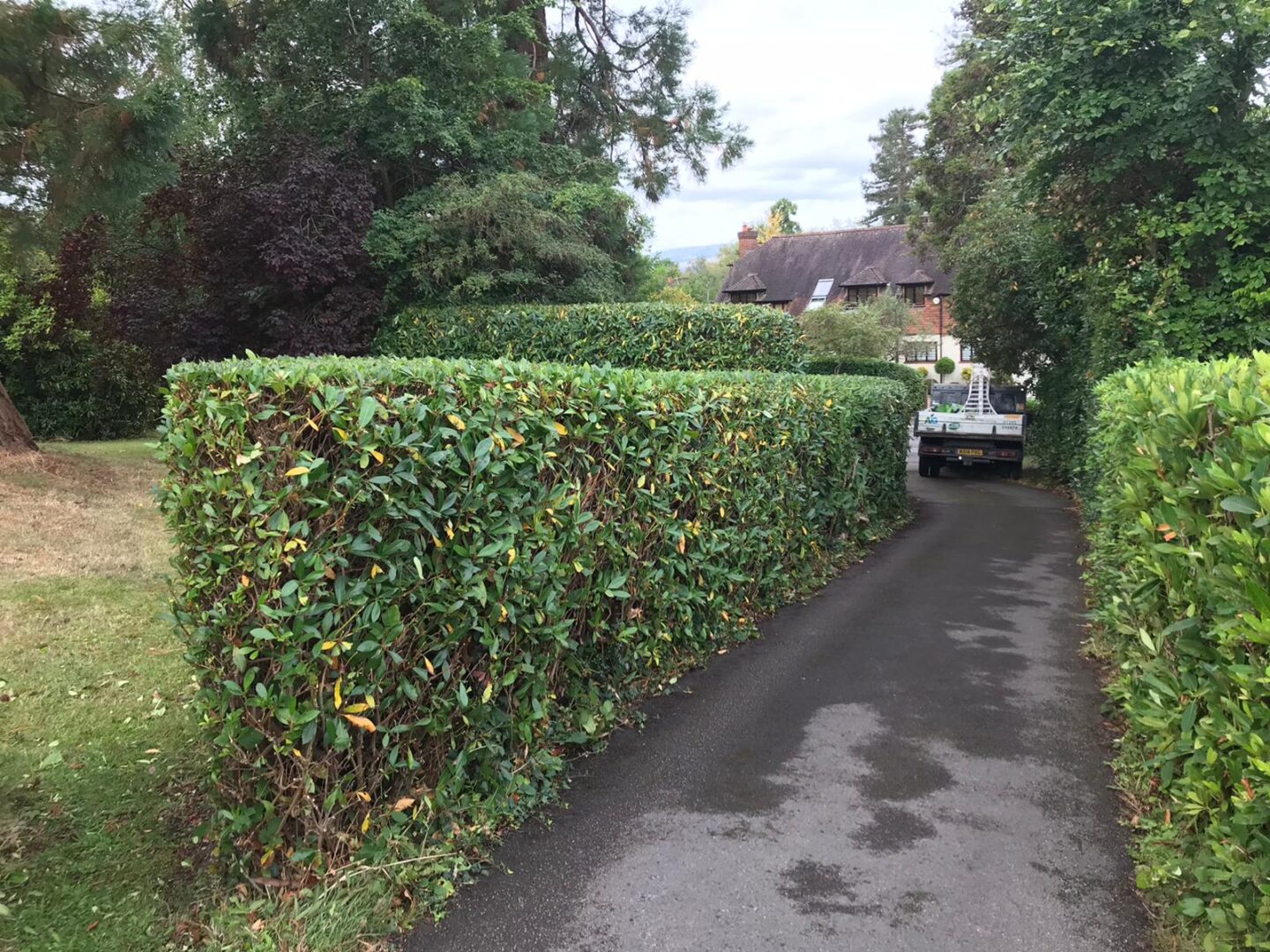 Autumn hedge trimming hedge trimming Dorking