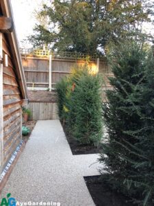 Pathway-Reigate copy Yew hedging