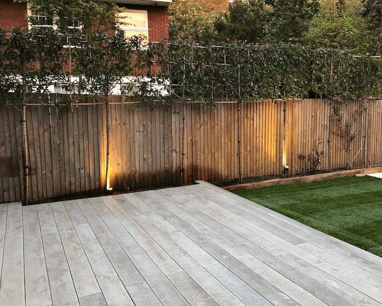 Pleached trees Pleached Trees Surrey