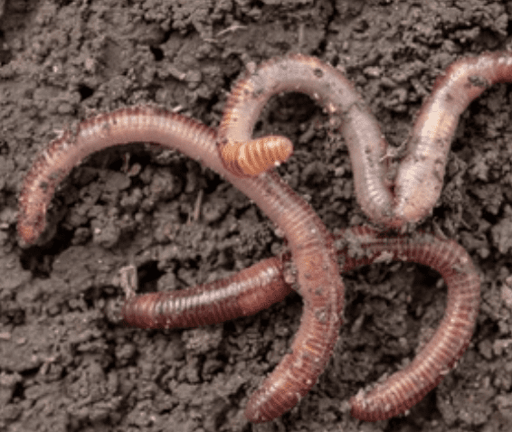 Earth Worms Earth worm