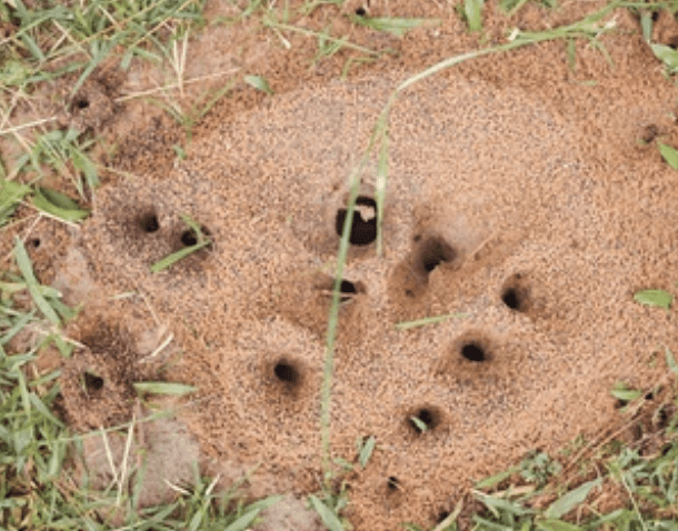 Ant Hills Ant Hills