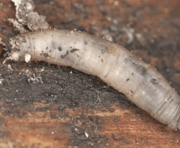 Leatherjacket Larvae Leatherjacket Larvae