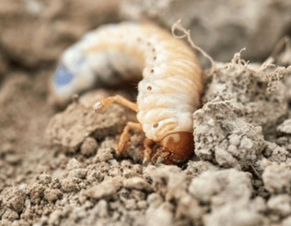 Chafer Grubs