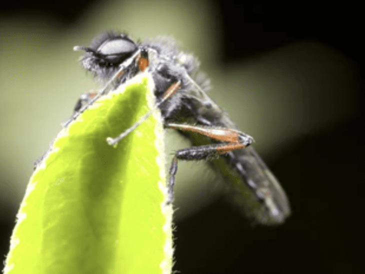 Bibionid flies
