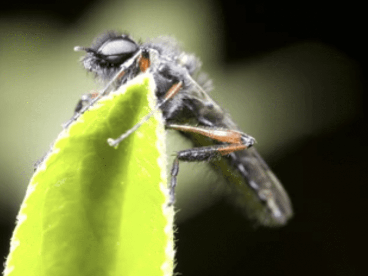 Bibionid flies Bibionid flies