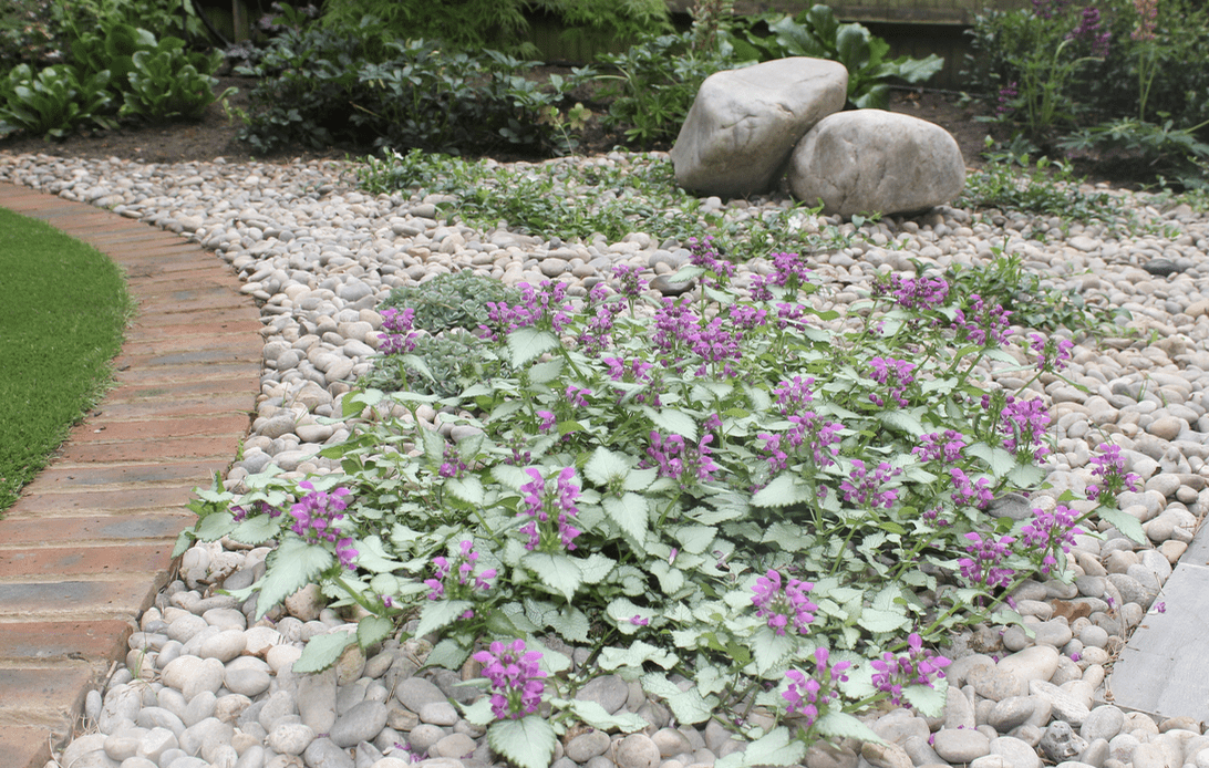 Planting design with gravel Planting with gravel