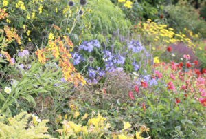 Experimenting with colour in the garden