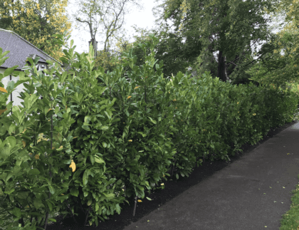 hedge-planting-reigate