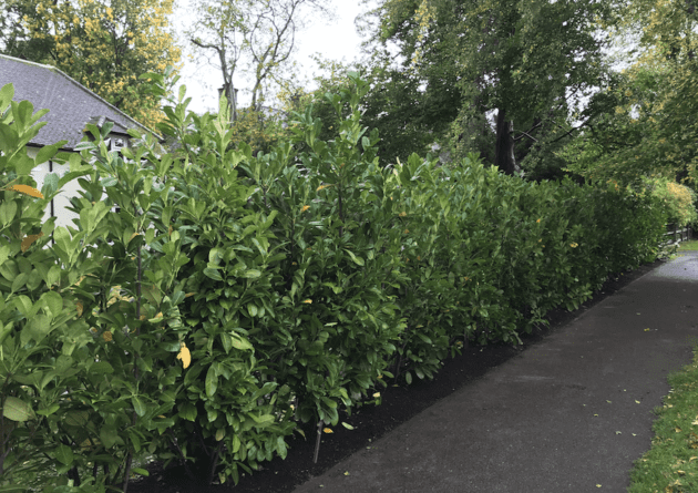 hedge-planting-reigate