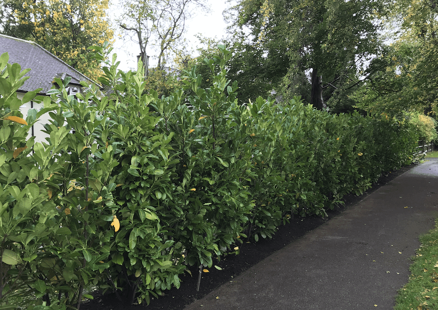 hedge-planting-reigate hedge-planting-reigate
