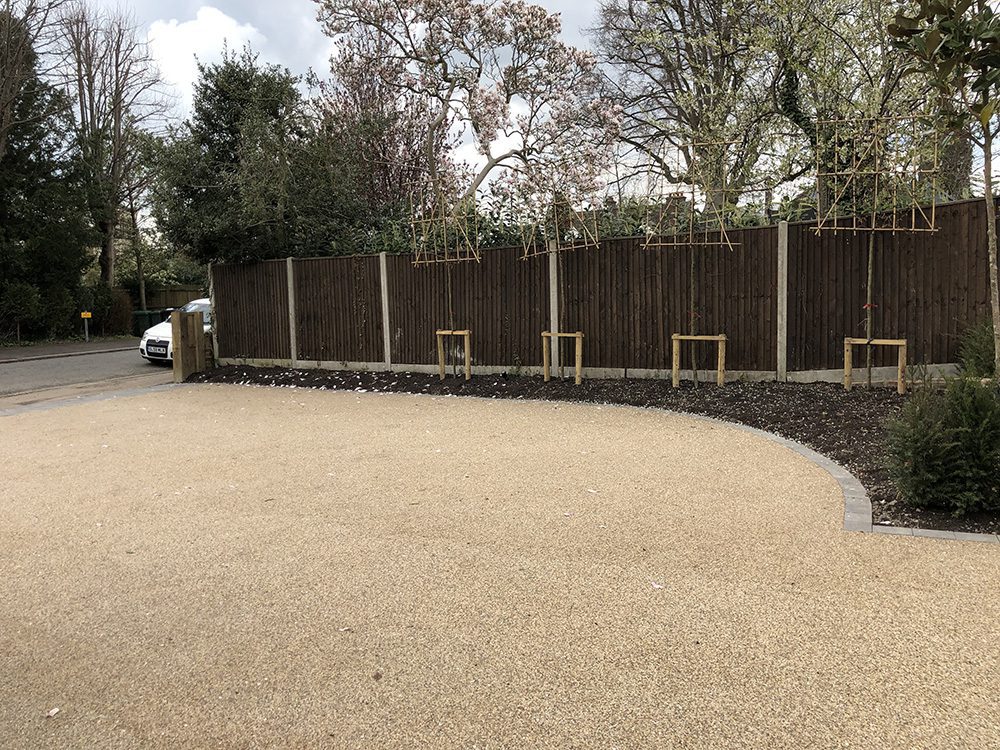 norweigan-pearl-Reigate Pleached trees and resin bound drive