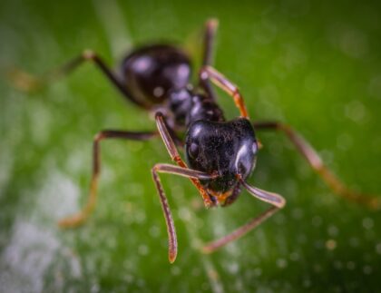 Ants