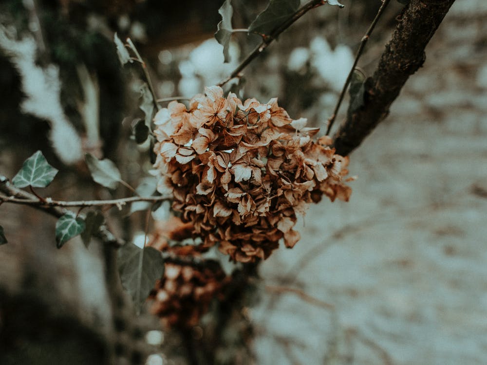 Pruning in winter Pruning