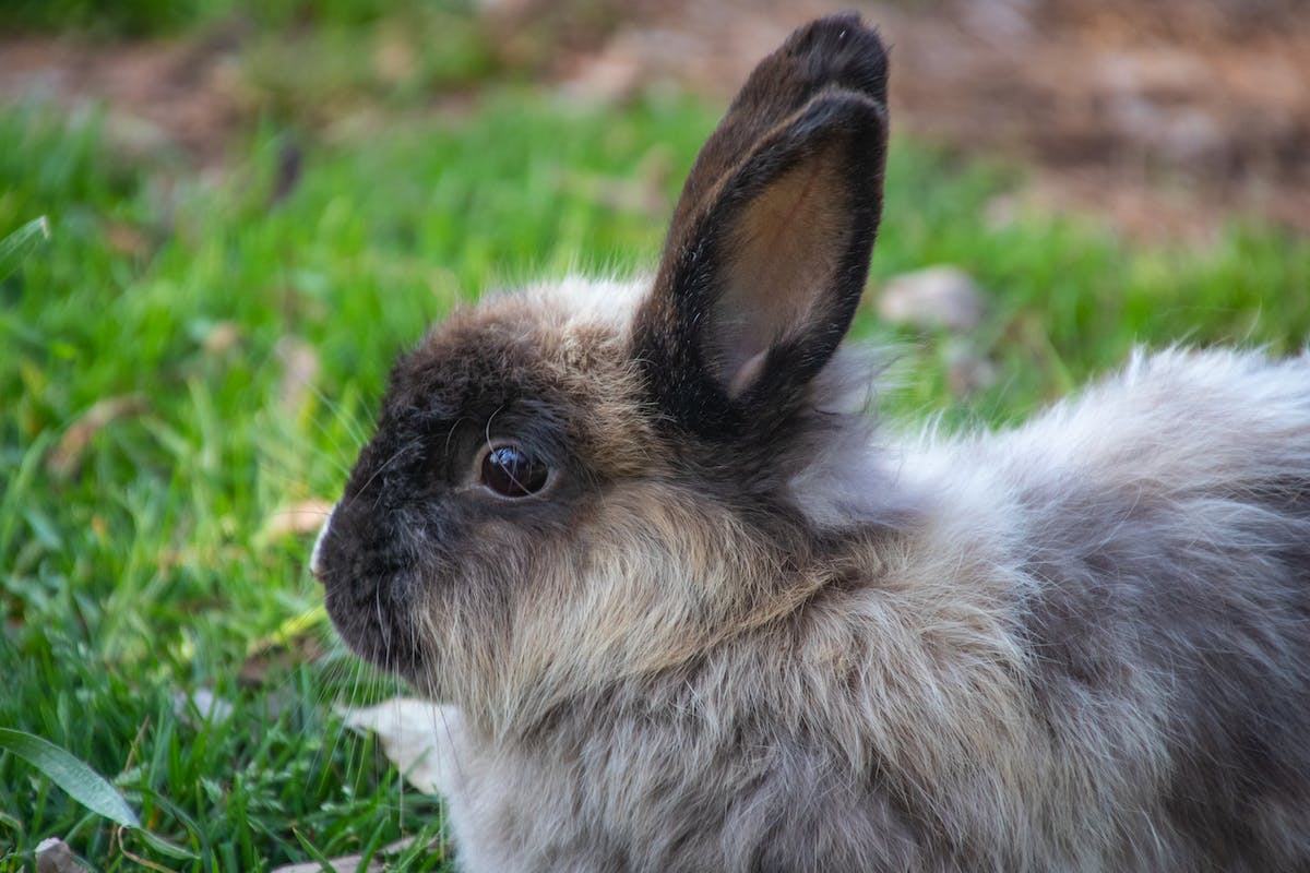 rabbit-garden Rabbit in the garden