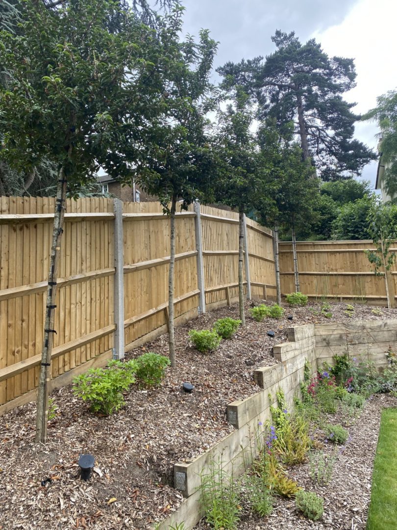 small trees dorking surrey raised beds dorking